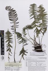 Blechnum punctulatum. Herbarium specimen from Morningside, Auckland, AK 291065, with fertile and sterile fronds.
 Image: Auckland Museum  © Auckland Museum All rights reserved